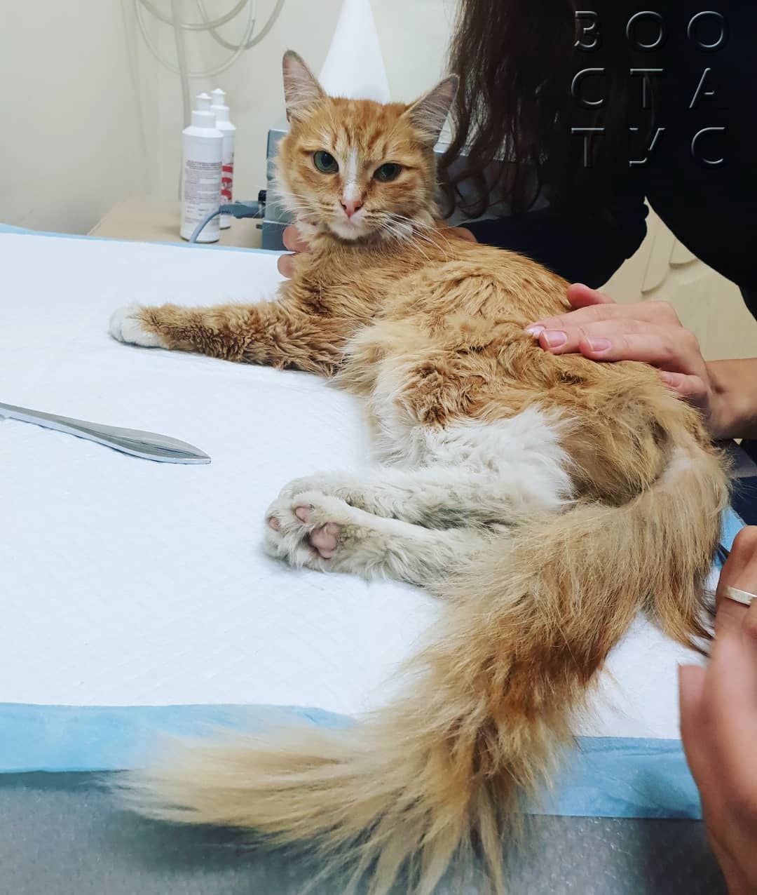 высотная травма у кошек