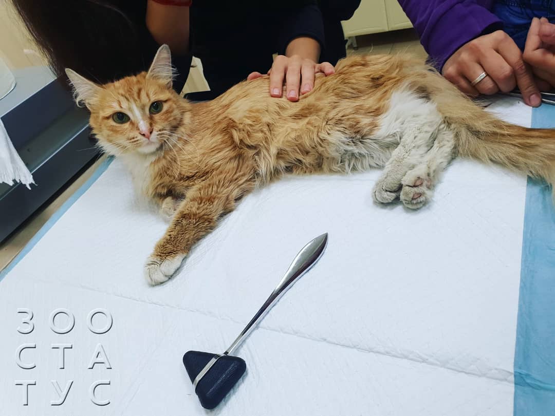 высотная травма у кошек