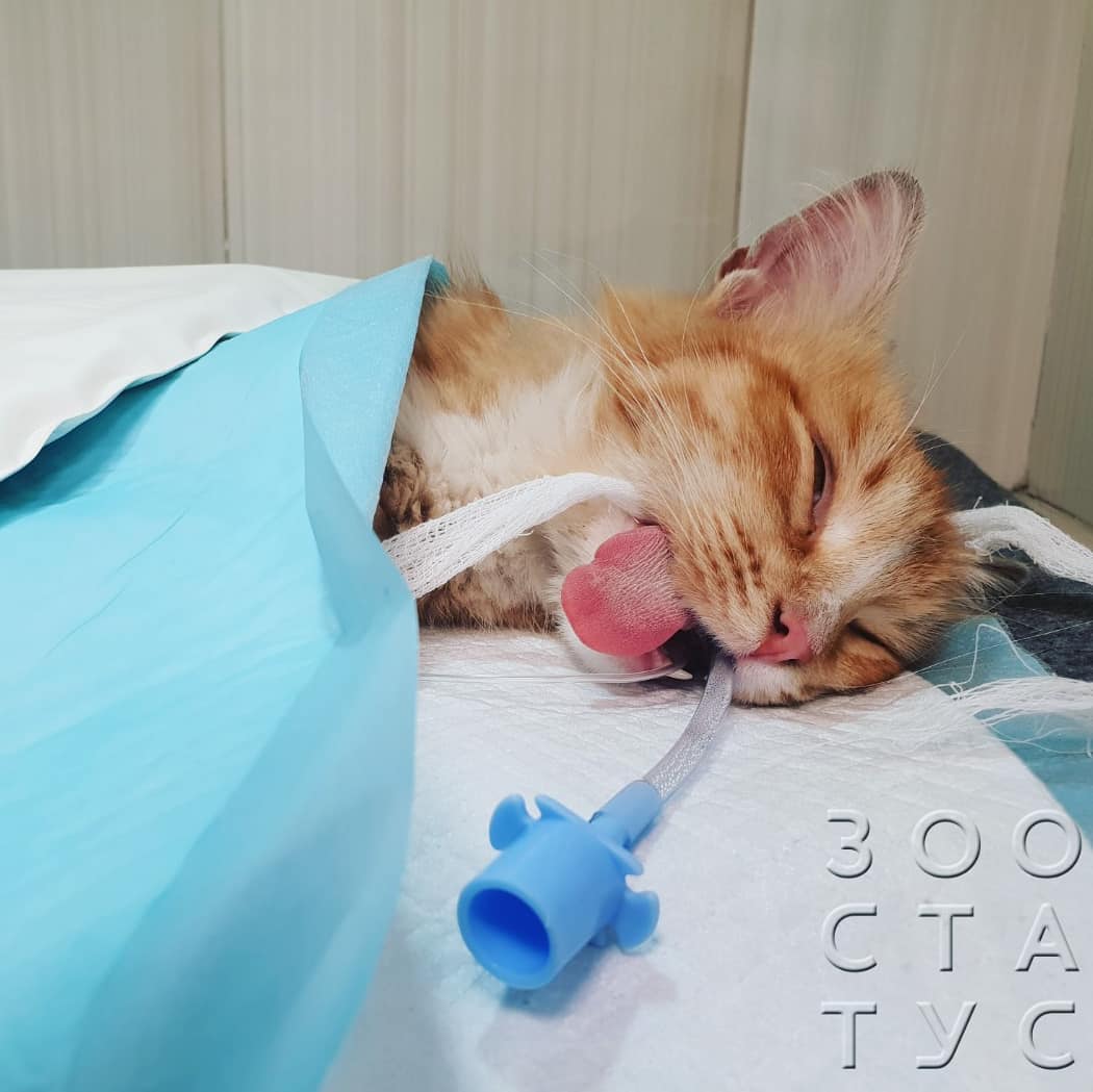 высотная травма у кошек