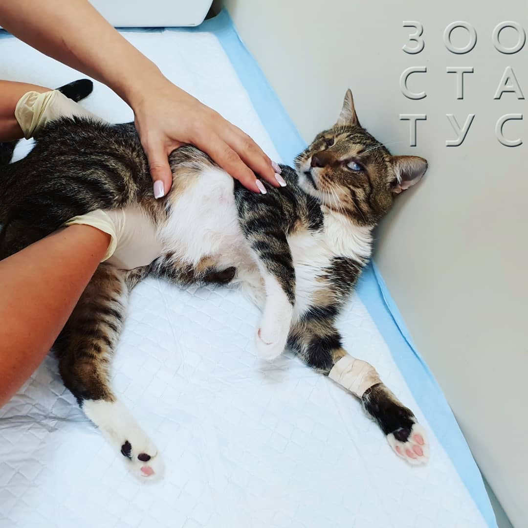 высотная травма у кошек