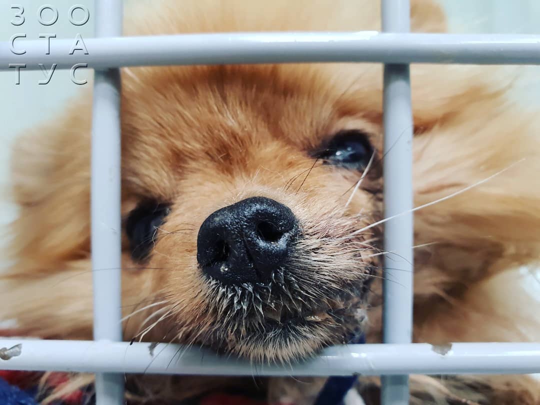 теплый нос у собаки